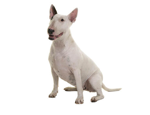 English bull terrier guard 2024 dog